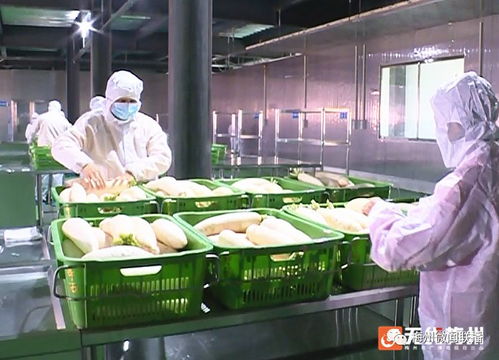 五华一农产品冷链仓储物流园净菜加工厂投产